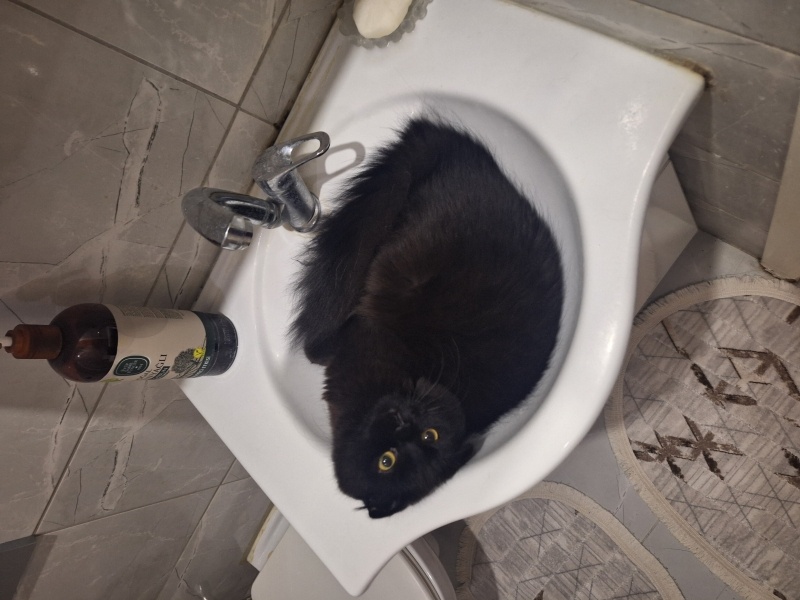 Scottish Fold, Kedi Köfte fotoğrafı