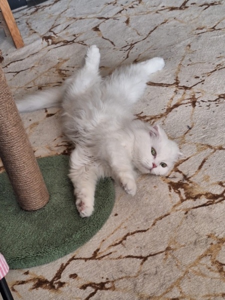 Scottish Fold, Kedi Mia fotoğrafı