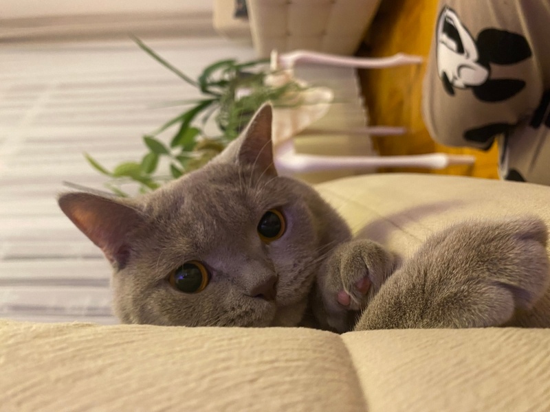 British Shorthair, Kedi Pişi fotoğrafı