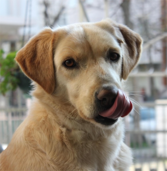 Golden Retriever, Köpek Liza fotoğrafı