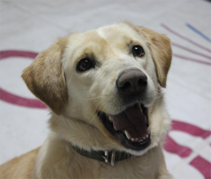 Golden Retriever, Köpek Liza fotoğrafı