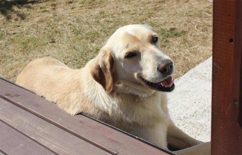 Golden Retriever, Köpek Liza fotoğrafı