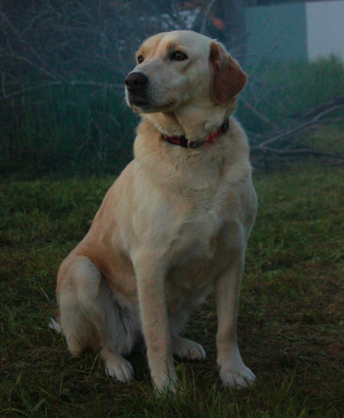 Golden Retriever, Köpek Liza fotoğrafı