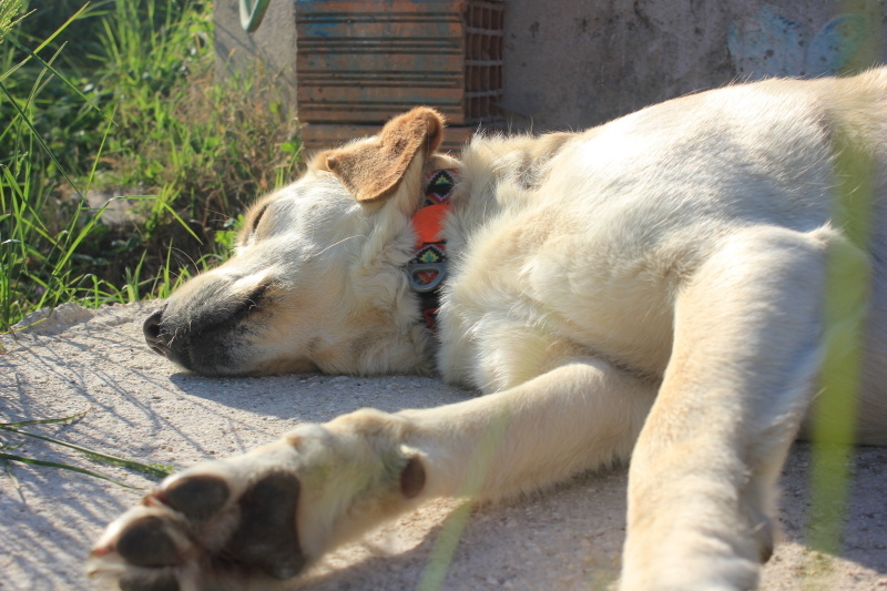 Golden Retriever, Köpek Liza fotoğrafı