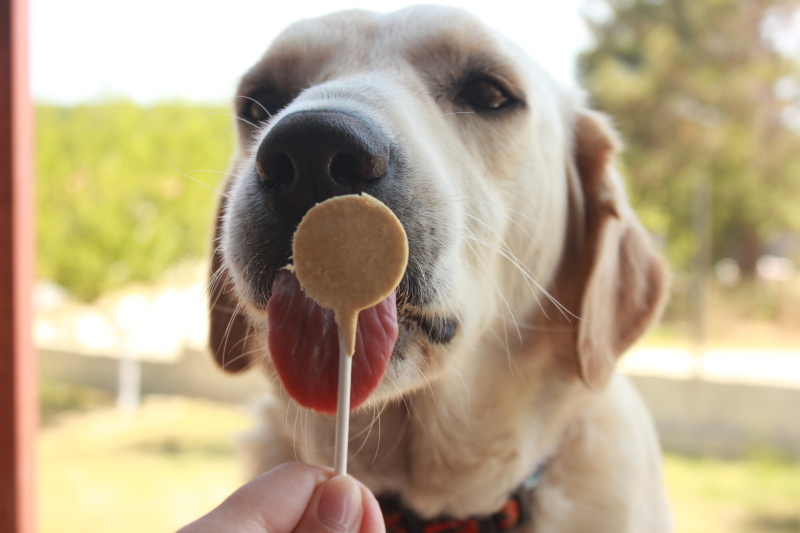 Golden Retriever, Köpek Liza fotoğrafı