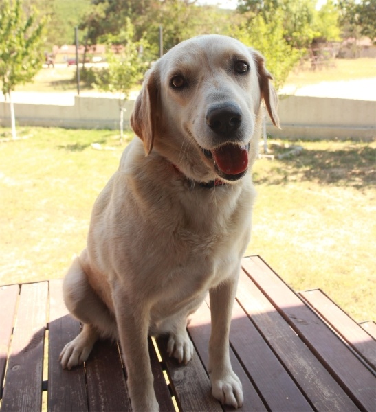Golden Retriever, Köpek Liza fotoğrafı