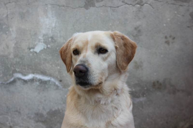 Golden Retriever, Köpek Liza fotoğrafı
