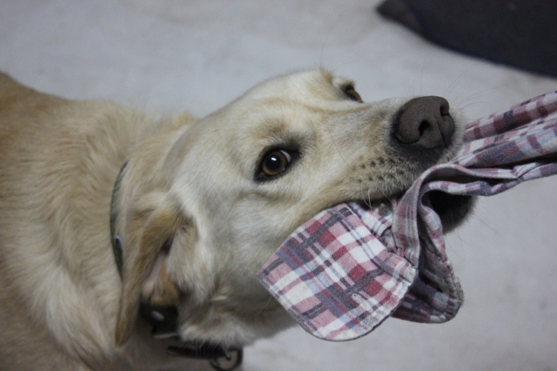 Golden Retriever, Köpek Liza fotoğrafı