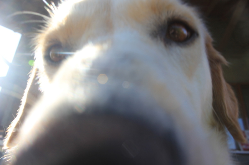 Golden Retriever, Köpek Liza fotoğrafı
