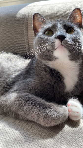 Mavi Rus, Kedi Çilek l fotoğrafı