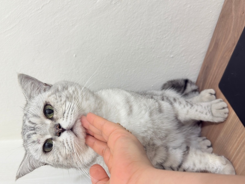 British Shorthair, Kedi İncir fotoğrafı