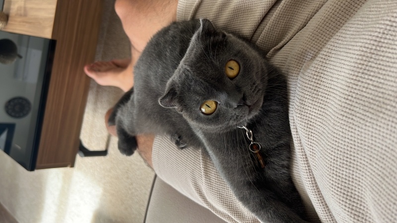 Scottish Fold, Kedi Bihter fotoğrafı