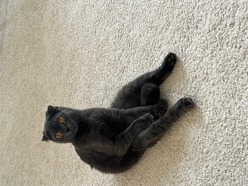 Scottish Fold, Kedi Bihter fotoğrafı