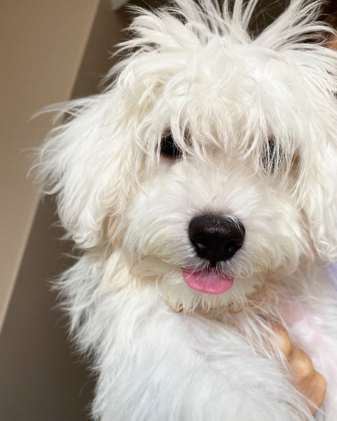 Maltese, Köpek LAYLA fotoğrafı
