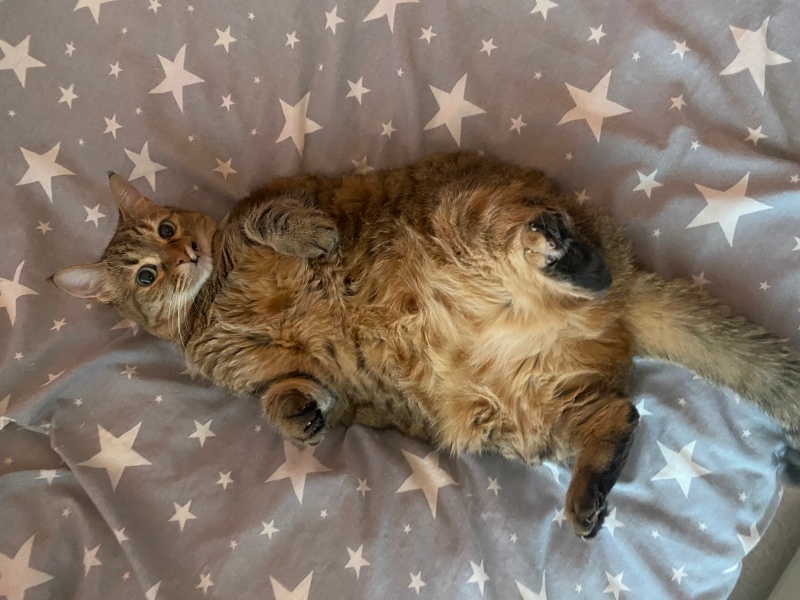 Tekir Kedi, Kedi Leo fotoğrafı