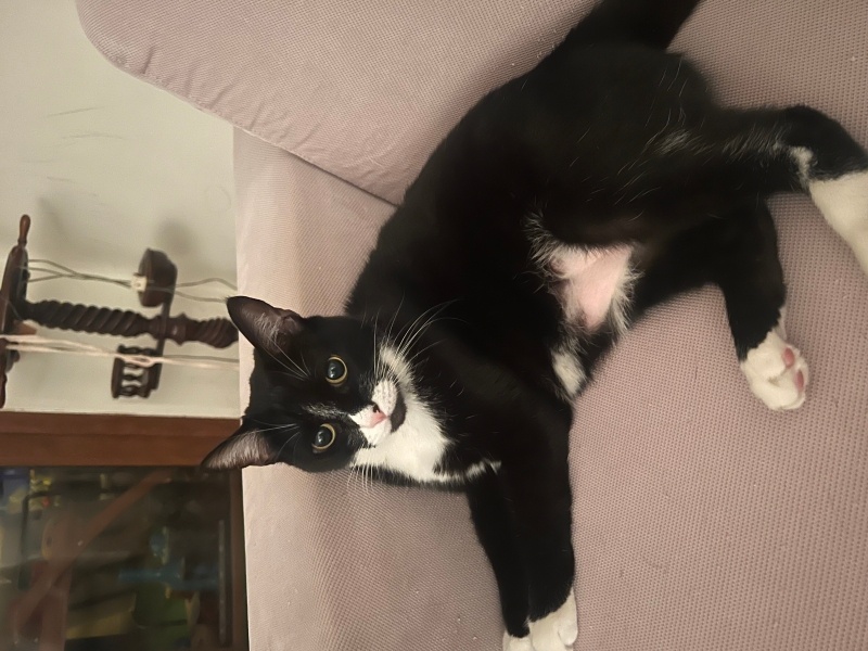 Tuxedo (Smokin) Kedi, Kedi Zeytin fotoğrafı