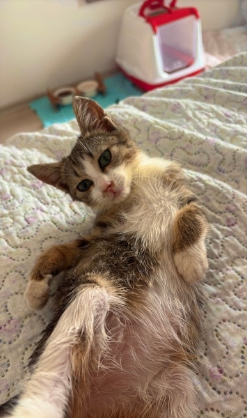 Tekir Kedi, Kedi Yumoş fotoğrafı