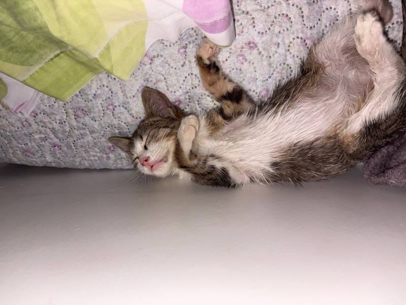 Tekir Kedi, Kedi Yumoş fotoğrafı