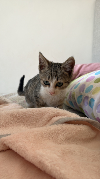 Tekir Kedi, Kedi Yumoş fotoğrafı