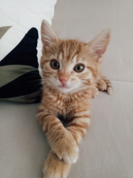 Sarman, Kedi Latte fotoğrafı