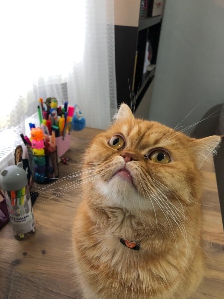 British Longhair, Kedi Tarçın fotoğrafı