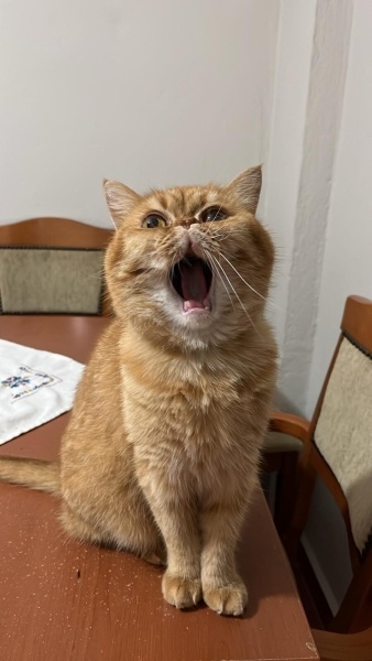 British Longhair, Kedi Tarçın fotoğrafı