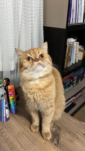 British Longhair, Kedi Tarçın fotoğrafı