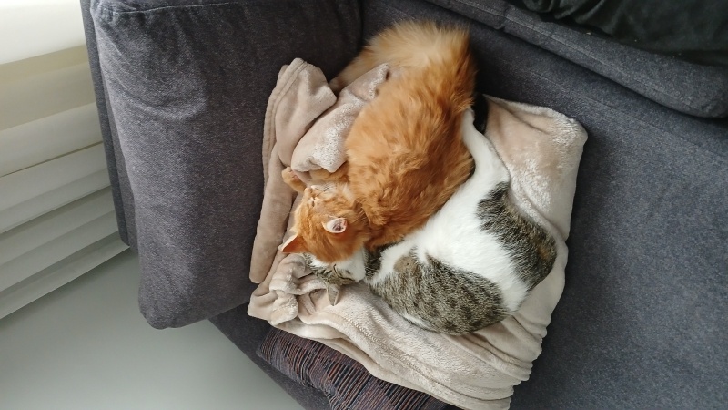 Tekir Kedi, Kedi Şeker fotoğrafı