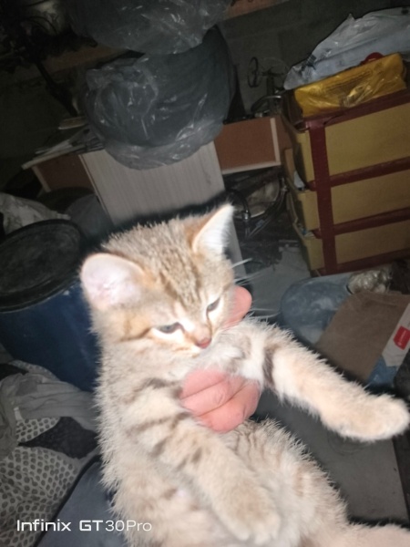 Tekir Kedi, Kedi ismi yok fotoğrafı