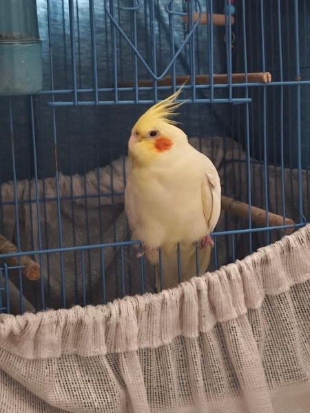 Papağan, Kuş Limon fotoğrafı