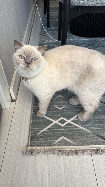 British Shorthair, Kedi Ciro fotoğrafı