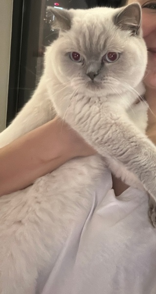 British Shorthair, Kedi Ciro fotoğrafı