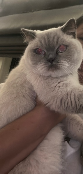 British Shorthair, Kedi Ciro fotoğrafı