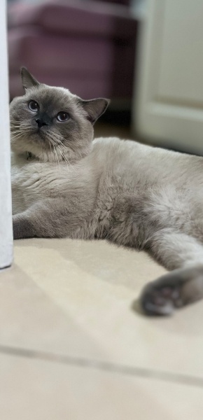 British Shorthair, Kedi Luna fotoğrafı