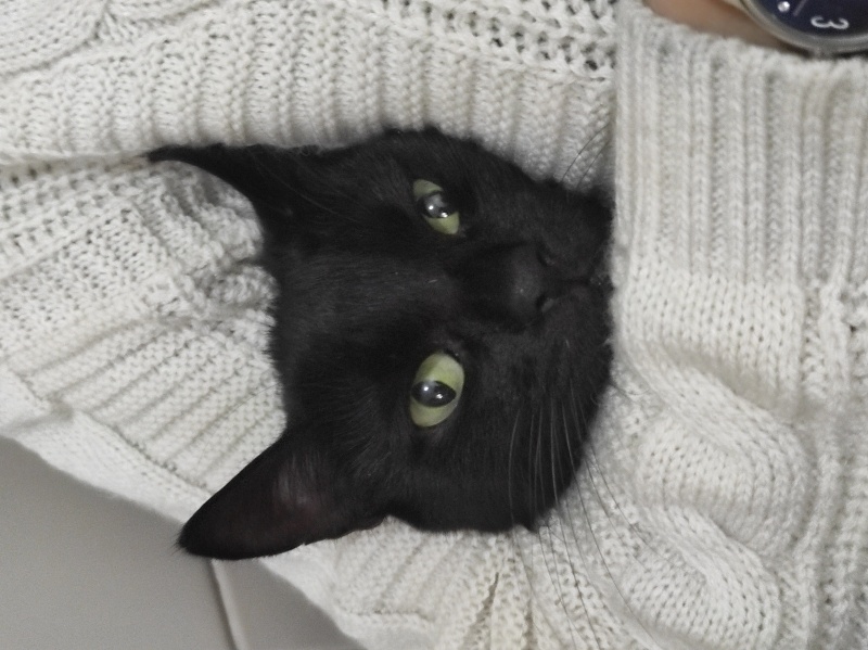 Havana Brown, Kedi Nxy fotoğrafı