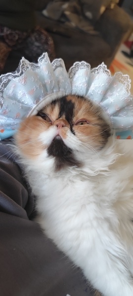 İran Kedisi (Persian), Kedi Hera fotoğrafı