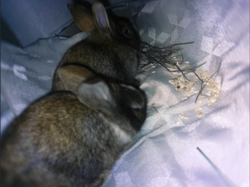 Tavşan, Kemirgen RecepCan Çelik fotoğrafı