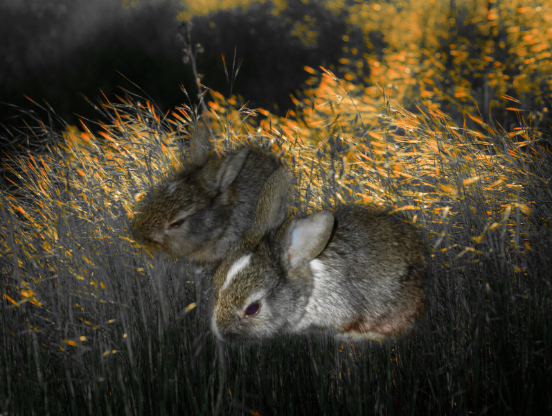 Tavşan, Kemirgen RecepCan Çelik fotoğrafı