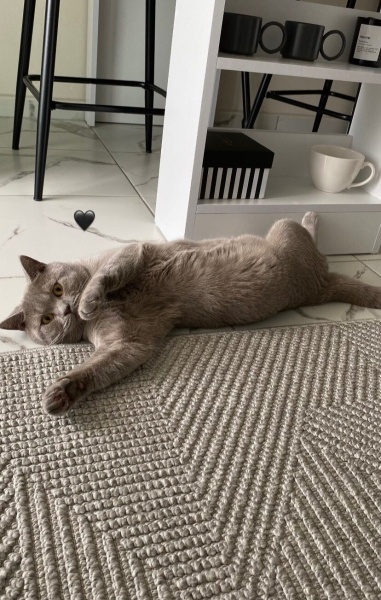British Shorthair, Kedi Gece fotoğrafı