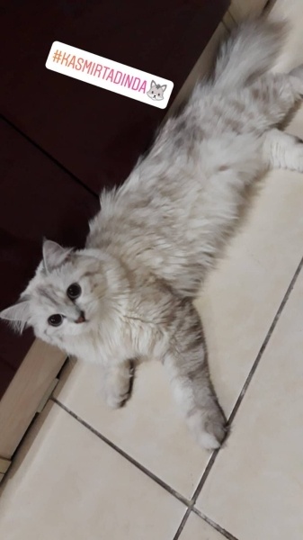 Himalayan, Kedi Kaşmir fotoğrafı