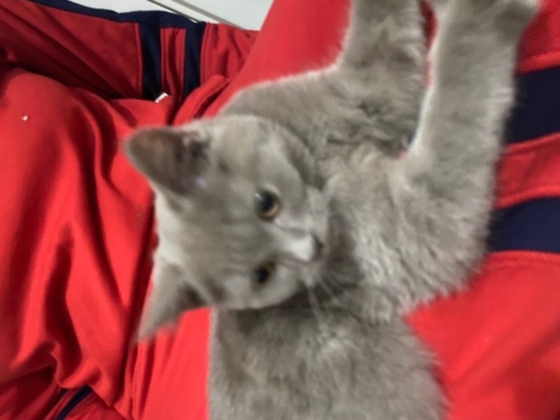 British Shorthair, Kedi Tarçın fotoğrafı