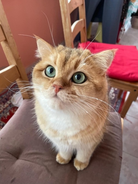 British Shorthair, Kedi Tombi fotoğrafı