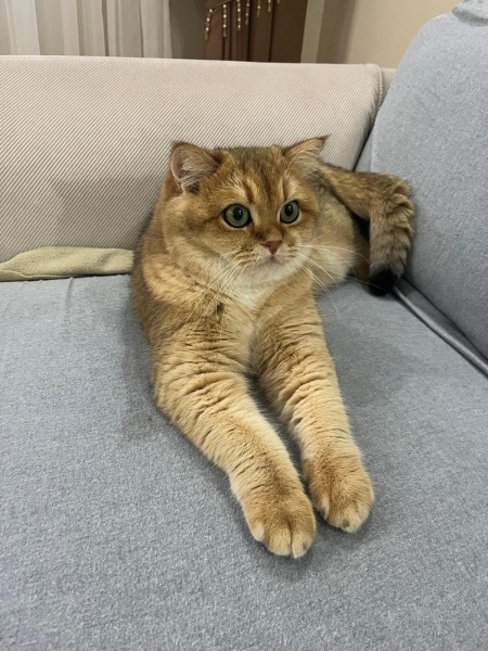 British Shorthair, Kedi Tombi fotoğrafı