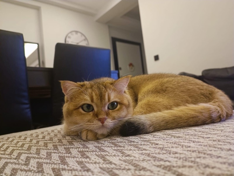 British Shorthair, Kedi Tombi fotoğrafı