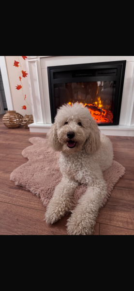 Poodle(Standart Kaniş), Köpek Marley fotoğrafı