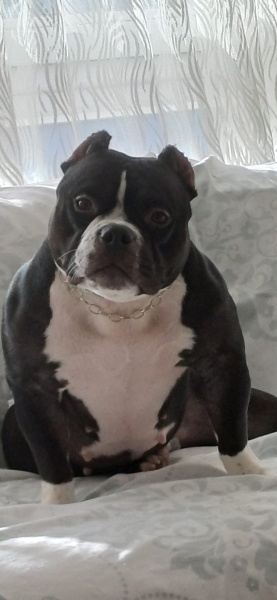 Amerikan Bulldog, Köpek Mary fotoğrafı