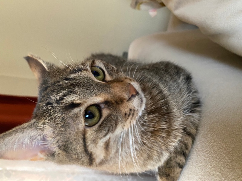 Tekir Kedi, Kedi Betty fotoğrafı