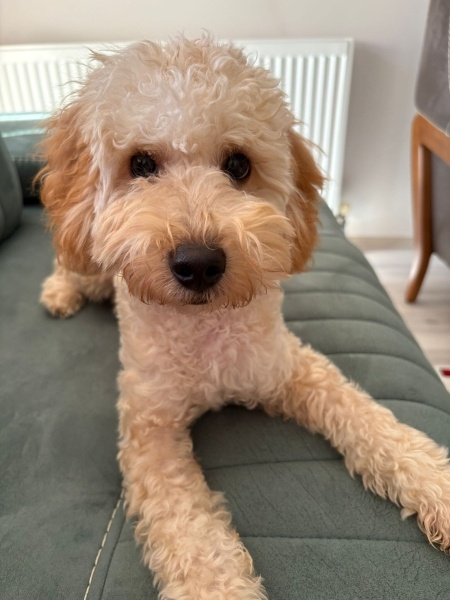 Poodle (Minyatür Kaniş), Köpek Pars fotoğrafı