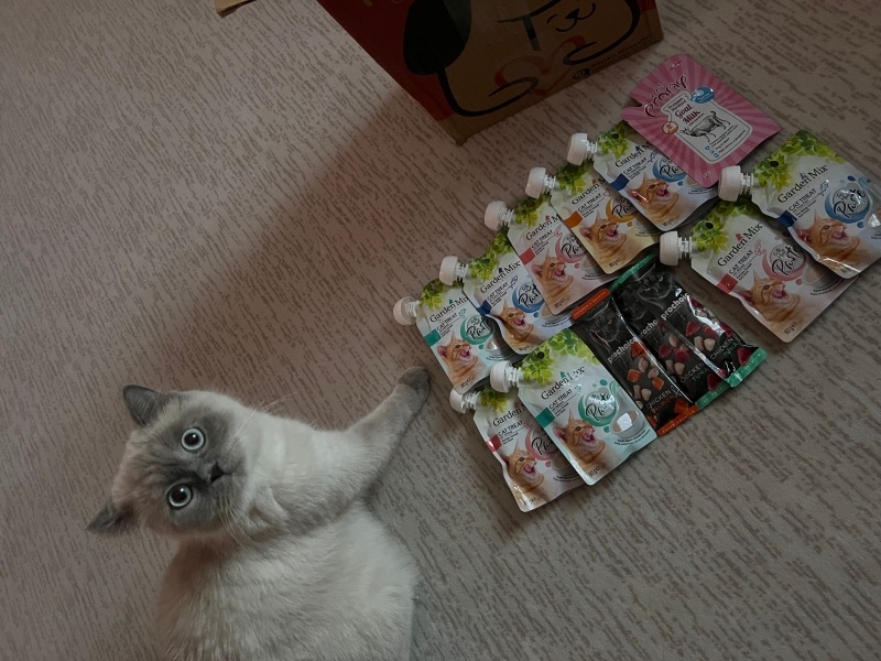 British Shorthair, Kedi Mia fotoğrafı
