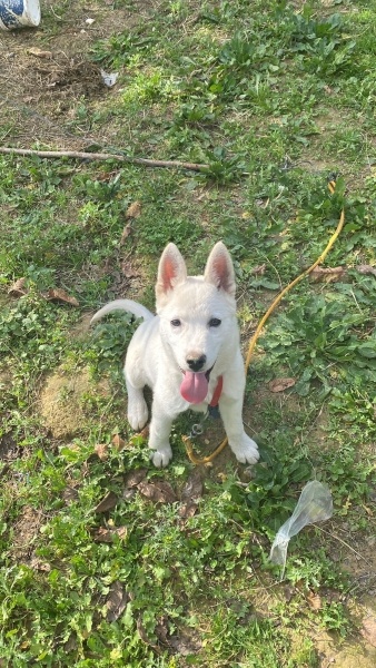 Sibirya Kurdu (Husky), Köpek PANKY fotoğrafı